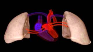 Heart Structure  Biology  Anatomy [upl. by Sande145]