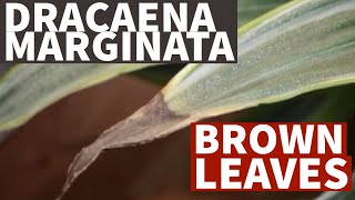 Dracaena Marginata Brown Leaves dracaenamarginata [upl. by Weiner]