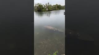 Manatees Swimming at The Port Hotel and Marina Crystal River Florida [upl. by Ahsenac]