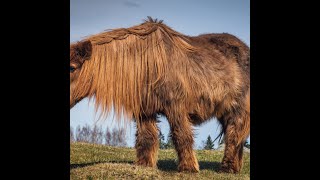 Cushings PPID and Metabolic Syndrome in Horses [upl. by Htor]