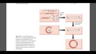 Role of linker and adaper DNA [upl. by Ansell410]