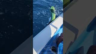 Pesca Dorados en Mazatlán [upl. by Amann]