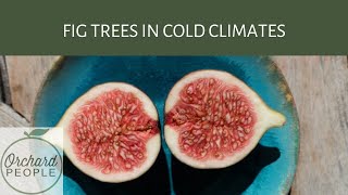 Growing fig trees in cold climates with Steven Biggs The Fig Pig [upl. by Timmons795]