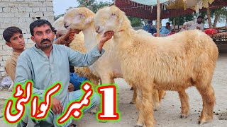 badoo bhai ki pure belli mundri bherin at bismillah goat farm dera ghazi khan sheep business [upl. by Nickelsen865]