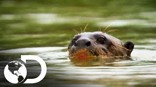 La nutria gigante de Brasil  Latinoamérica salvaje  Discovery Latinoamérica [upl. by Sivie]