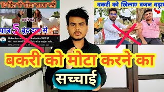 क्या सच में दवाई खिलाने से बकरी मोटा होता है🦙🦙 kya sach mai dawai khilane se bakri mota hota hai🙄🙄 [upl. by Malina]