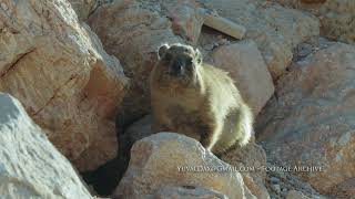 Hyrax with backlight [upl. by Taima]