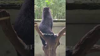 Spectacled Bear  Salisbury Zoo  Salisbury Maryland [upl. by Bryner]