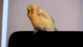 grasparkiet praat budgie talking dutch [upl. by Fenella]