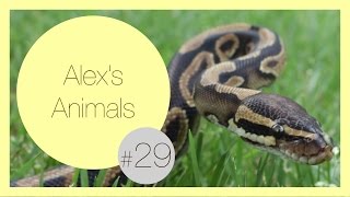 15 Reasons Ball Pythons are Awesome Pets [upl. by Colline]