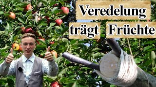 Apfelbaumveredelung trägt erste Früchte  Rindenpfropfung Anleitung 🍎🍏 [upl. by Innavoeg]