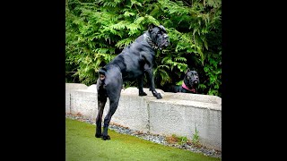 Cane Corso Dogs play fighting “Sounds like Lions” [upl. by Alexander864]