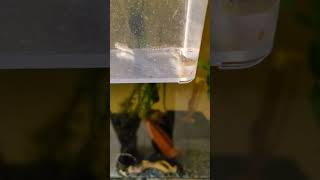 The new Desert Gobies hunting n feeding on live Daphnia 2024 shorts [upl. by Harrad495]