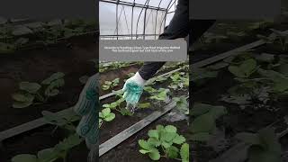 Use A Glove To Irrigate The Strawberry Seedlings [upl. by Franky549]