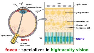 Vision Physiology Introduction [upl. by Lenz]