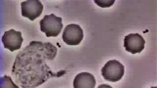 Crawling Neutrophil chasing bacterium Fagocitando bacteria [upl. by Max]