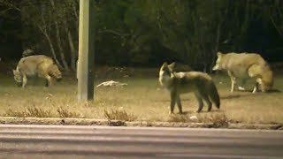 Cape Breton man fights off coyotes to save his two dogs [upl. by Artenak]