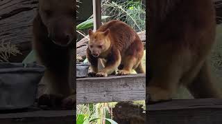 Goodfellows Tree Kangaroo in Sydney Australia oct 2024 canguro [upl. by Anitsirhk]