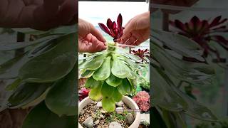 알아야 할 다육 식물에 대한 유용한 팁 suculentas succulent 다육이들 多肉植物 [upl. by Therese46]