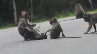 Wild monkey in Mohanokor troop relaxing along road  NLM920 [upl. by Pliner]