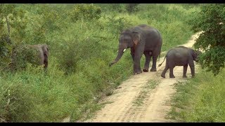 The Creeping Extinction of Sri Lankas Galgamuwa Elephants [upl. by Allyce]