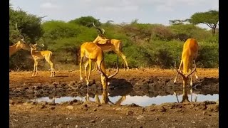 Impala Lamb Hangs Out With The Boys While Mum Drinks [upl. by Lazes414]