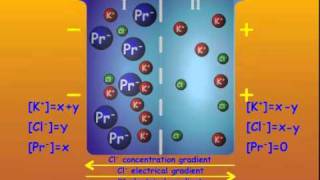 3 GibbsDonnan Equilibrium [upl. by Popper]