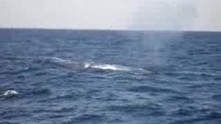 Blue Whale Surfaces Close to Boat for Breath Then Dives [upl. by Orofselet]