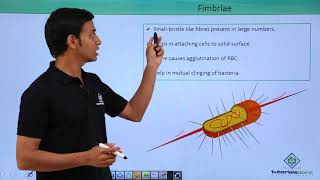 Class 11th – Kingdom Monera  Pili amp Fimbriae  Biological Classification  Tutorials Point [upl. by Tudela]