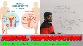 Sexual Reproduction II Reproduction in Human being How does Menstrual cycle occurs 😎 [upl. by Gar659]