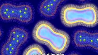 French Translation  Animation of Antimicrobial Resistance [upl. by Parks]