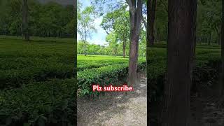 Tea estate  Samin Kalita Vlogs  ytshort [upl. by Farlay]