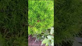 sajina subulata plant nature gardening [upl. by Ahcsas]