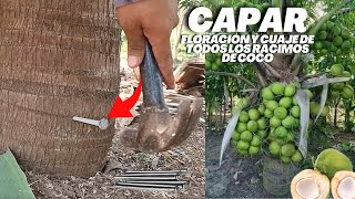 Capar árbol de Coco para que floree y Cuaje Todos los Racimos de Cocos [upl. by Marlane]