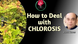 कलोरोसिस ख़त्म करने के चार उपाय  How To Deal With Chlorosis Problem In Rose Plants [upl. by Ambur29]