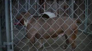 AMERICAN BULLY KENNEL  PRAT PITS [upl. by Lilah369]