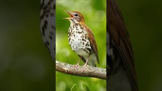 Wood Thrush Singing and Call [upl. by Moser]