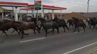 Running of the Horses  Indian Days 2014 [upl. by Emili]