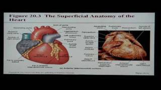 Anatomy and Physiology Help Chapter 20 Cardiovascular System [upl. by Yllil]