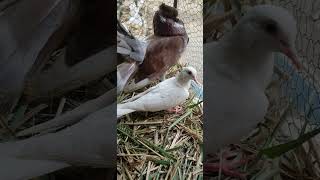 Fantail x Ringneck dove hybridAlbino dove x pigeon hybridPigeons mating with doves cross breeding [upl. by Lila]