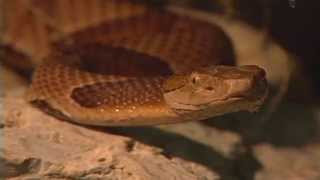 Do You Know How Many Species of Venomous Snakes Are Native In Missouri [upl. by Samled]