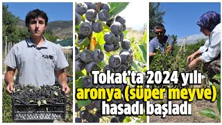 Tokat’ta 2024 yılı aronya hasadı başladı [upl. by Rikahs]