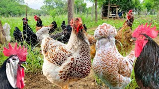 A diversidade de raças  O mundo das galinhas é incrível 🐓🐔🐥🥚 [upl. by Indys261]