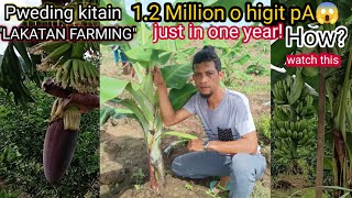 HOW TO EARN A MILLION IN BANANA LAKATAN PLANTING PAANO KIKITA NG MILYON SA PAGTANIM NG LAKATAN [upl. by Eiramesor399]