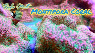 Montipora Coral Care in The SPS Reef Tank [upl. by Yelruc]