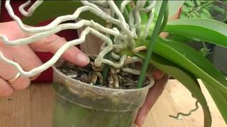 How to Grow Orchids [upl. by Arihsan367]