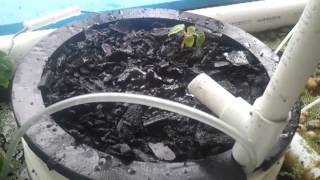 BioChar Experiment Video 2 [upl. by Alodie]