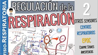 Centros respiratorios RESPIRACIÓN ACCESORIA y FORAZADA EPOC OPIOIDES  Fisiología Respiratoria2 [upl. by Ydnal]