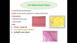 Histopathological techniques Connective tissue staining and clinical applications [upl. by Anaahs]