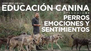 EDUCACIÓN CANINA E01 SerieDocumental  ´PERROS EMOCIONES Y SENTIMIENTOS [upl. by Nimsay]